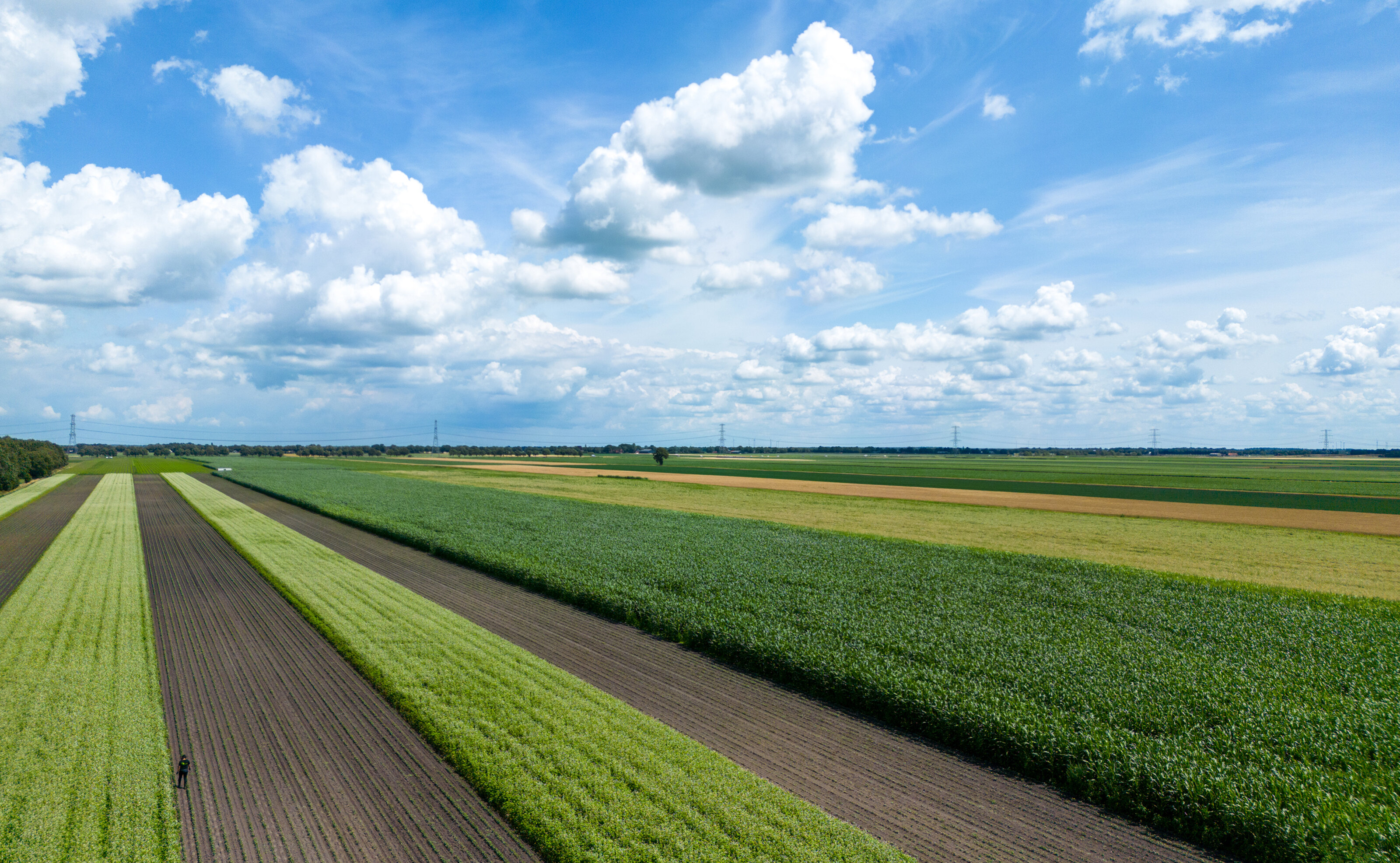 Boerderij GLB Sorcha small strokenteelt in de polder