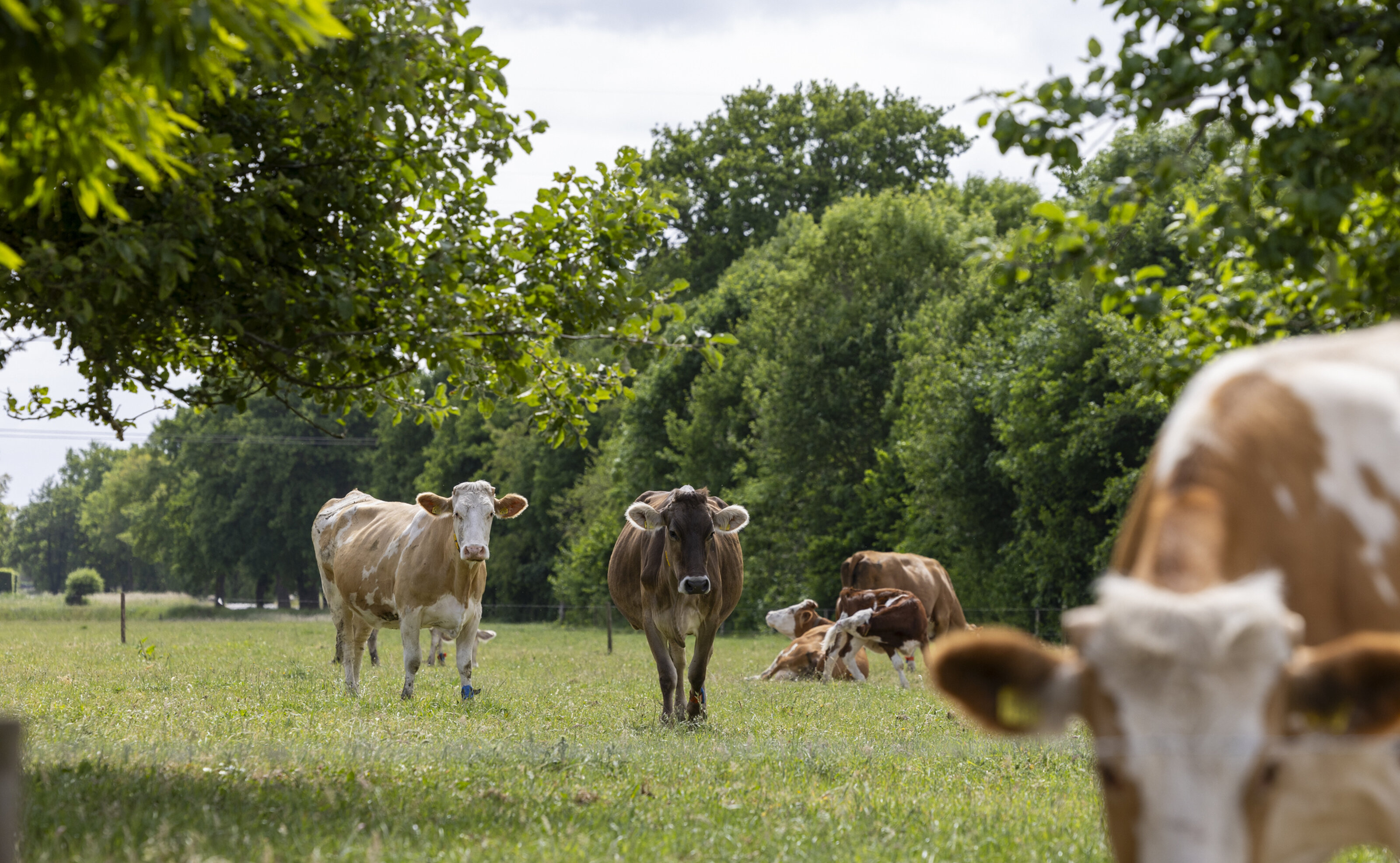 Bionext BR05 De Agrofotograaf LR 8 D0 A6596