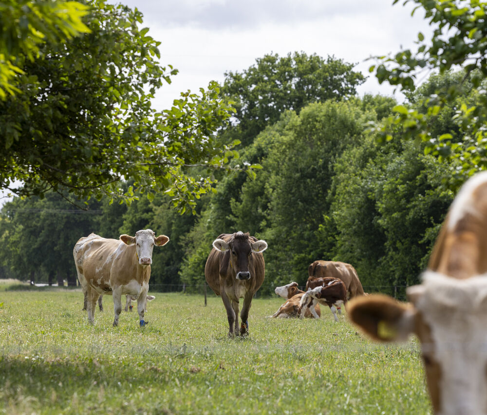 Koe Bionext BR05 De Agrofotograaf LR 8 D0 A6596