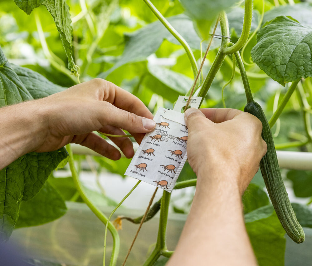 Bestrijding natuurlijk gewasbescherming web