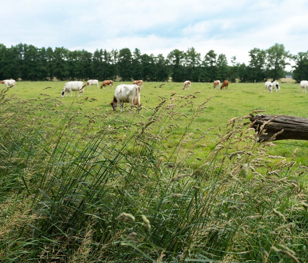 De Lutte 21 1