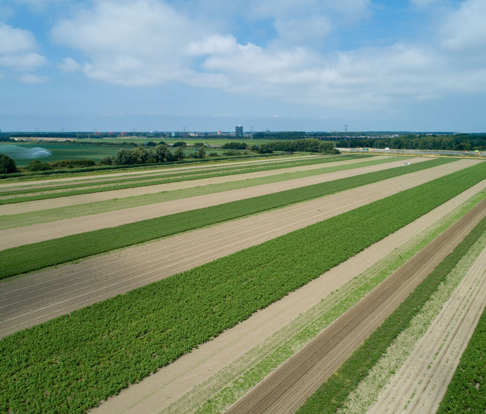 Stroken teelt akker