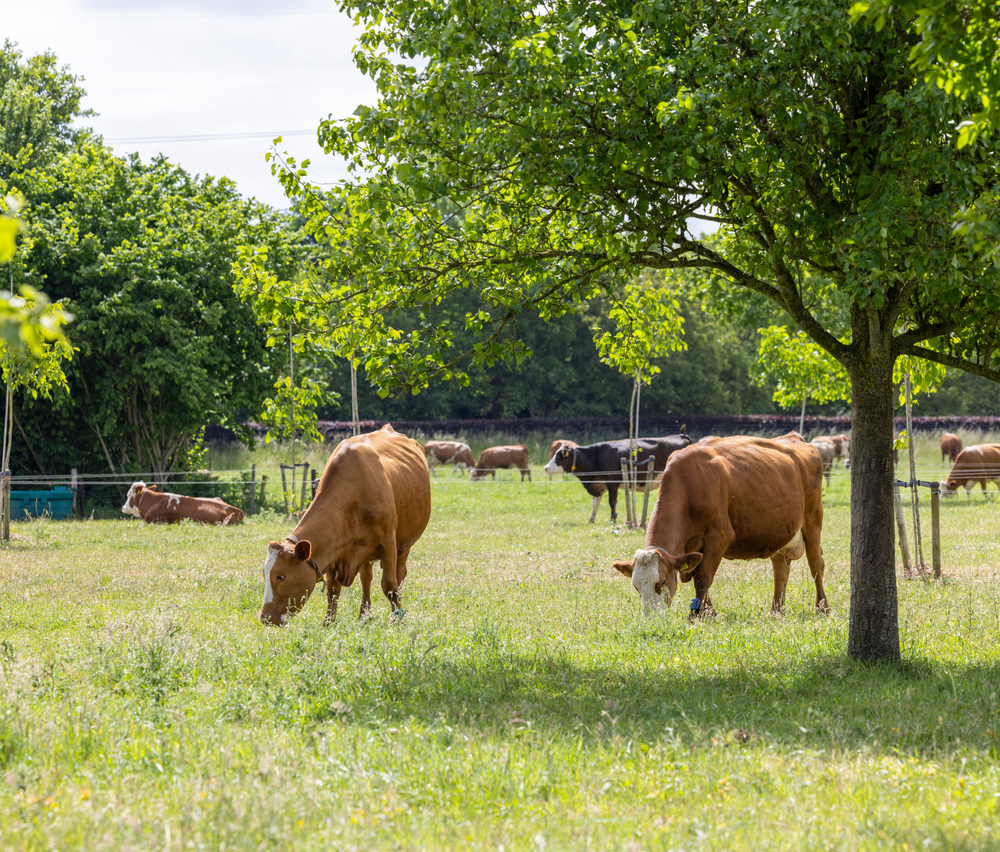 Afbeelding koeien Biohuis