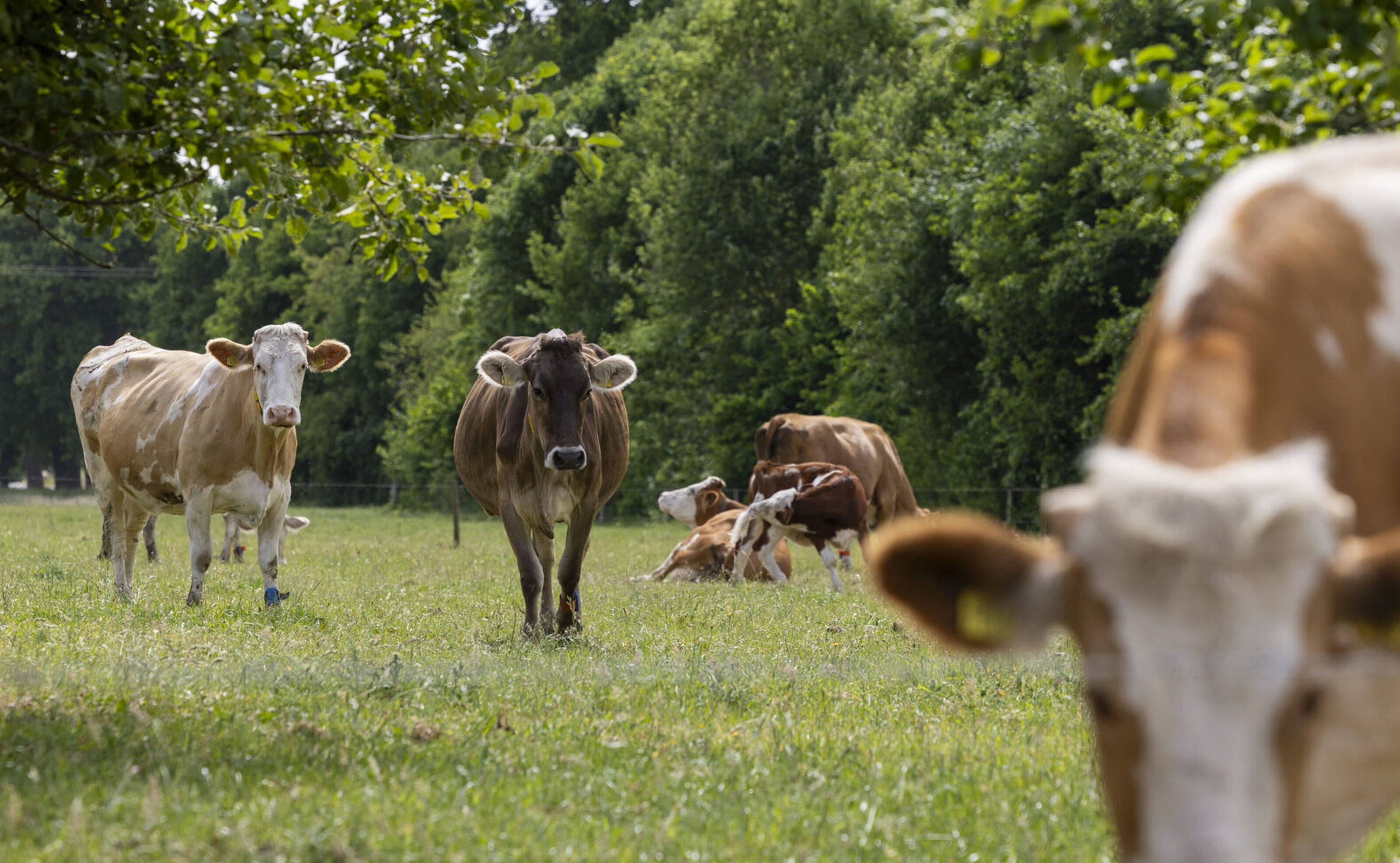 Bionext BR05 De Agrofotograaf LR 8 D0 A6596