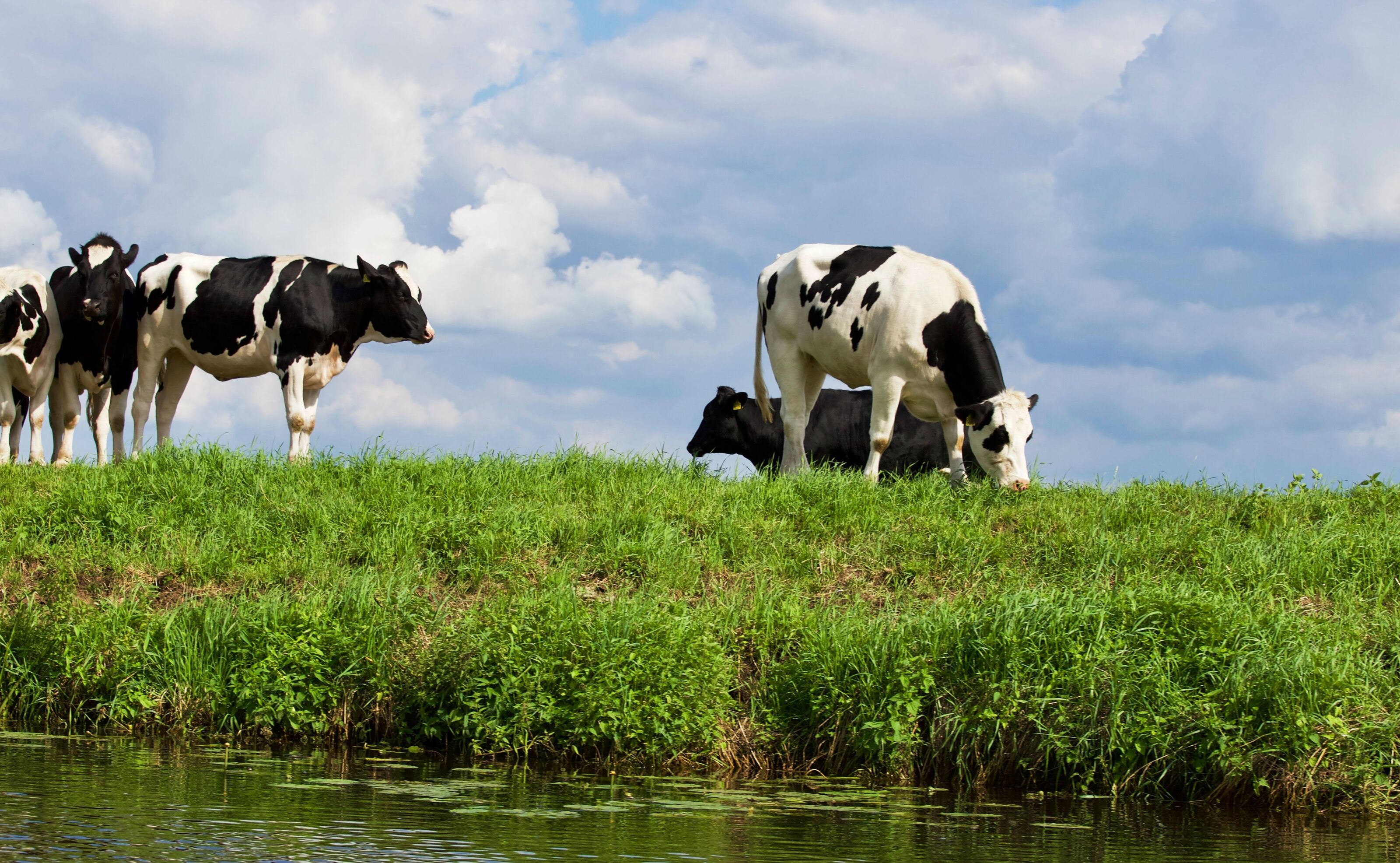 Dierenwelzijn Natuurlijke middelen 1