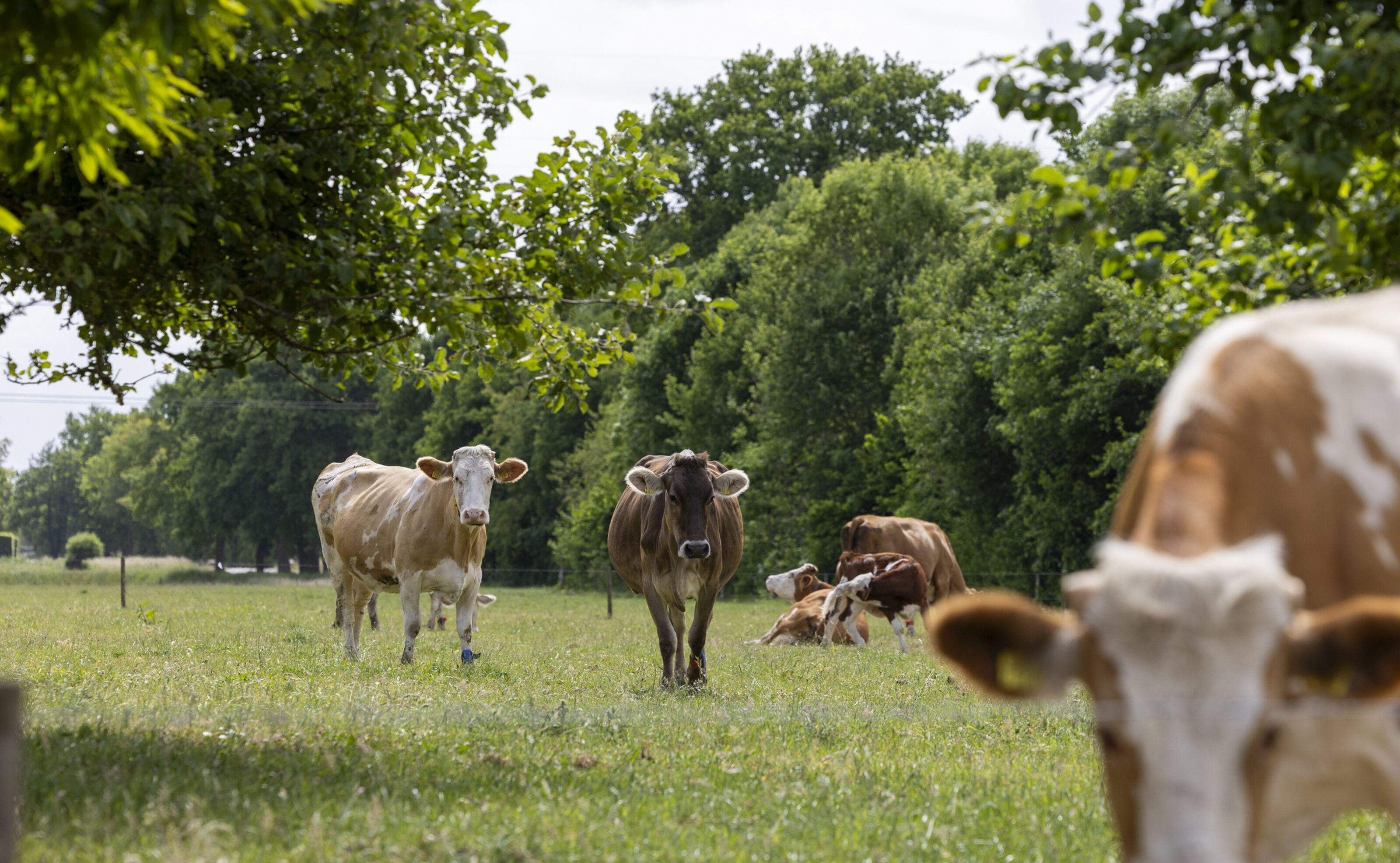 Koe Bionext BR05 De Agrofotograaf LR 8 D0 A6596