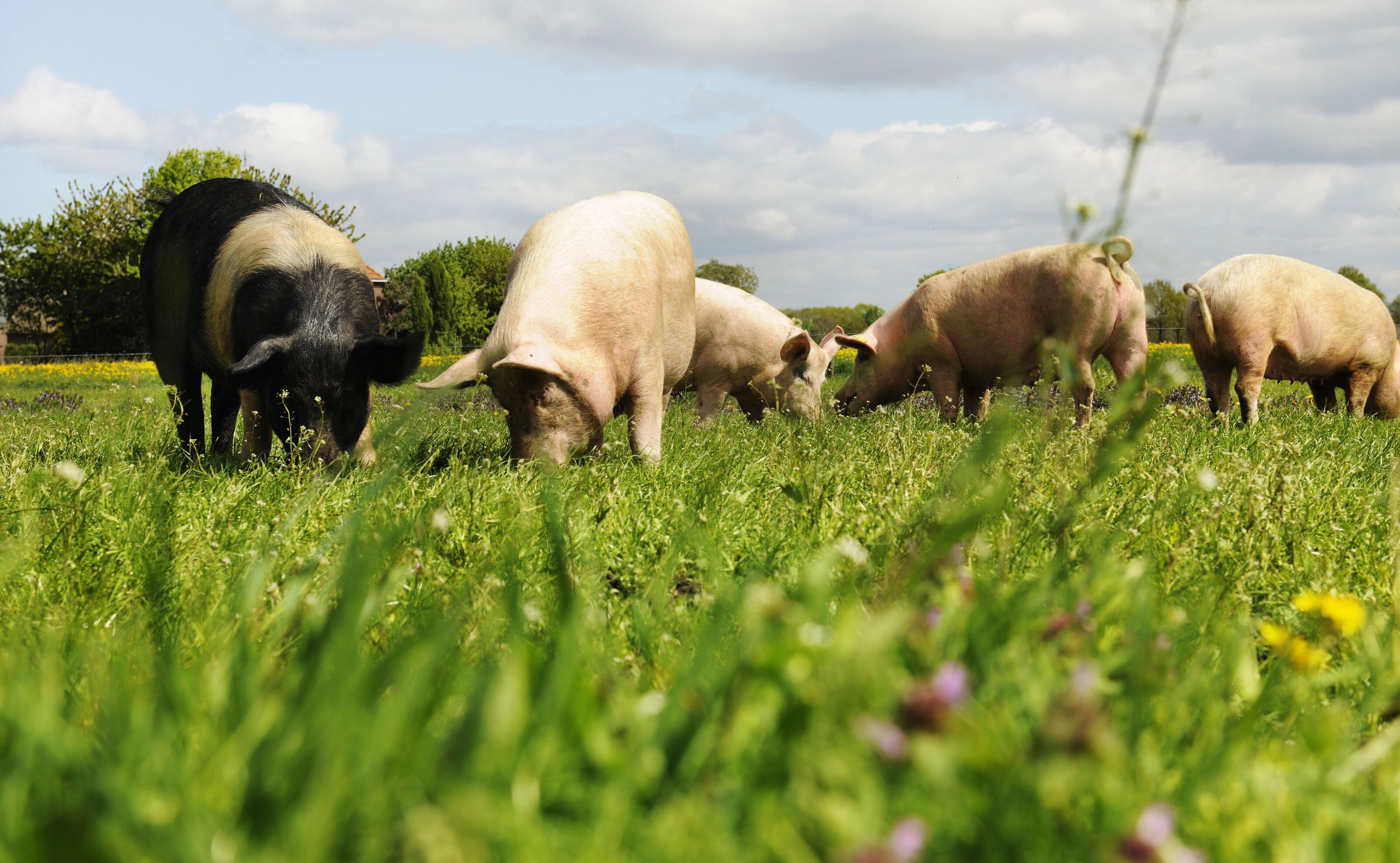 Varkens buiten 5 Bionext
