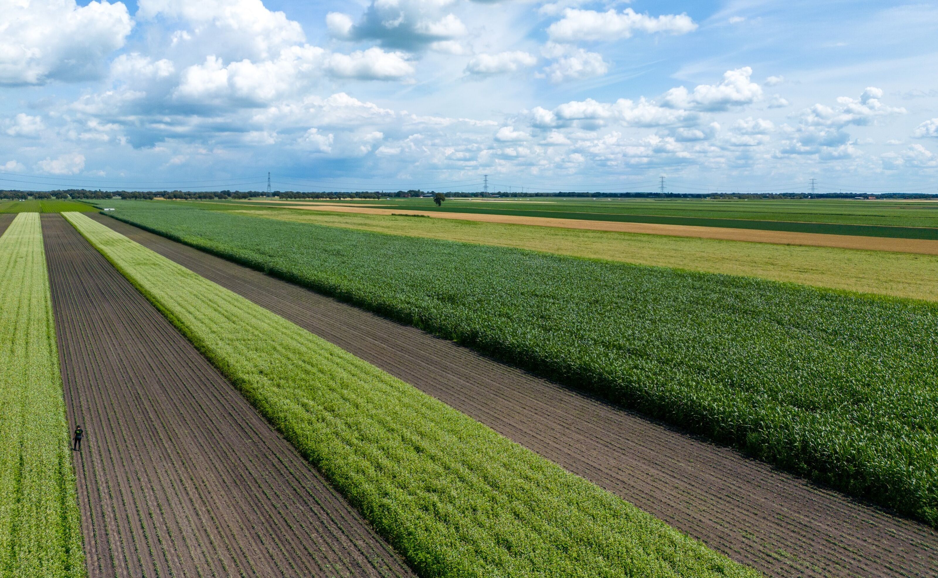 Boerderij GLB Sorcha small strokenteelt in de polder aangesneden