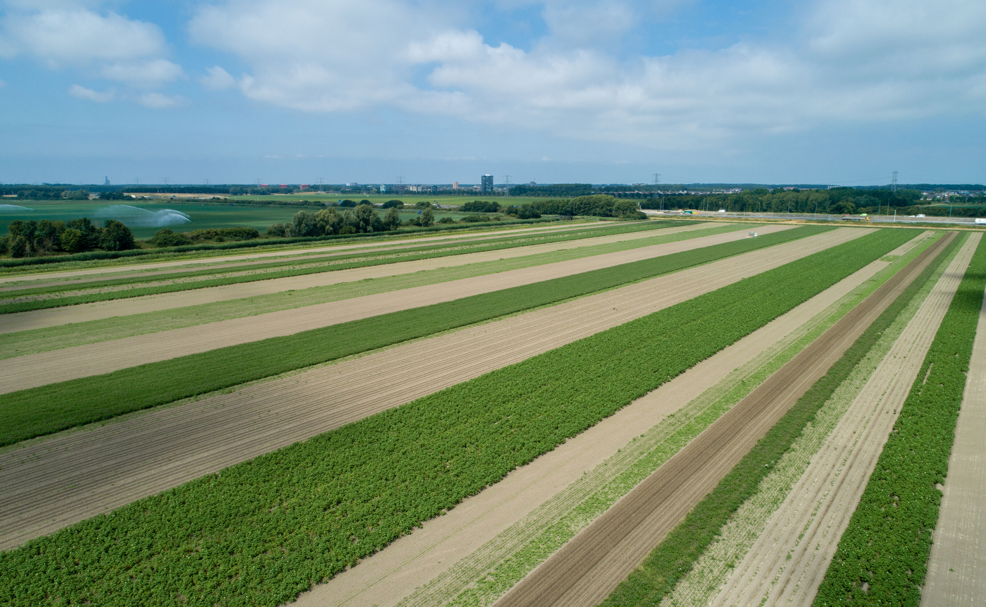Stroken teelt akker