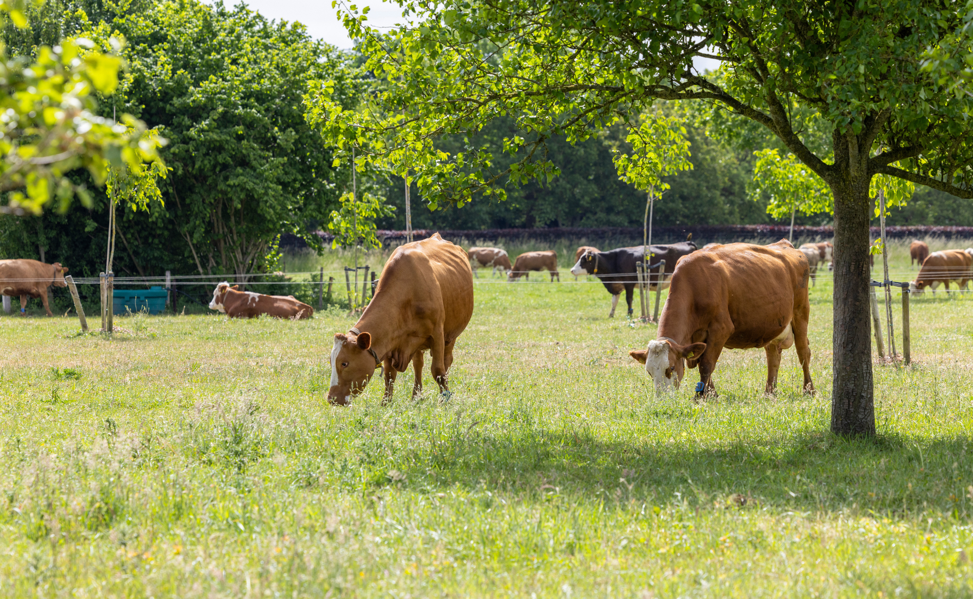 Afbeelding koeien Biohuis