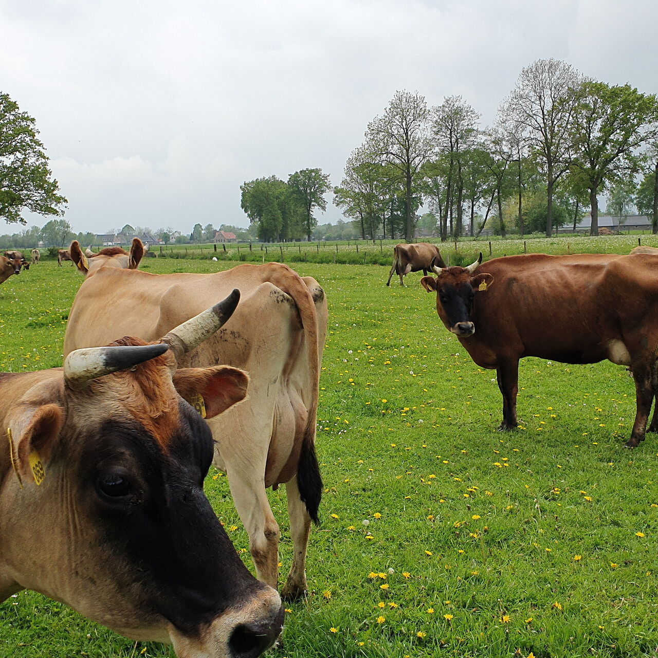 Voorlopers Gehoornde Jersey koeien op gras van hoge kwaliteit Foto Wieneke Wolthuis