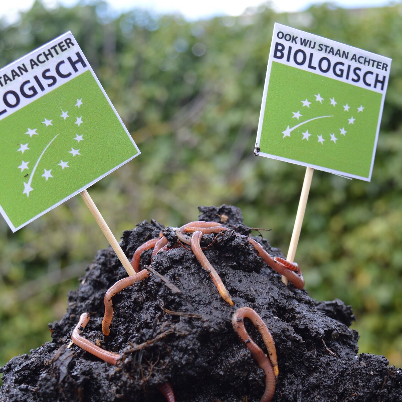 Wormen biobordjes Bionext