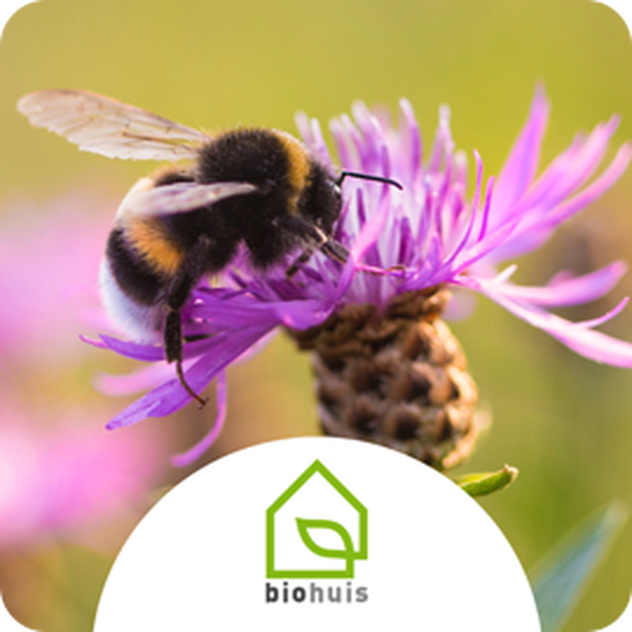 Hommel nb