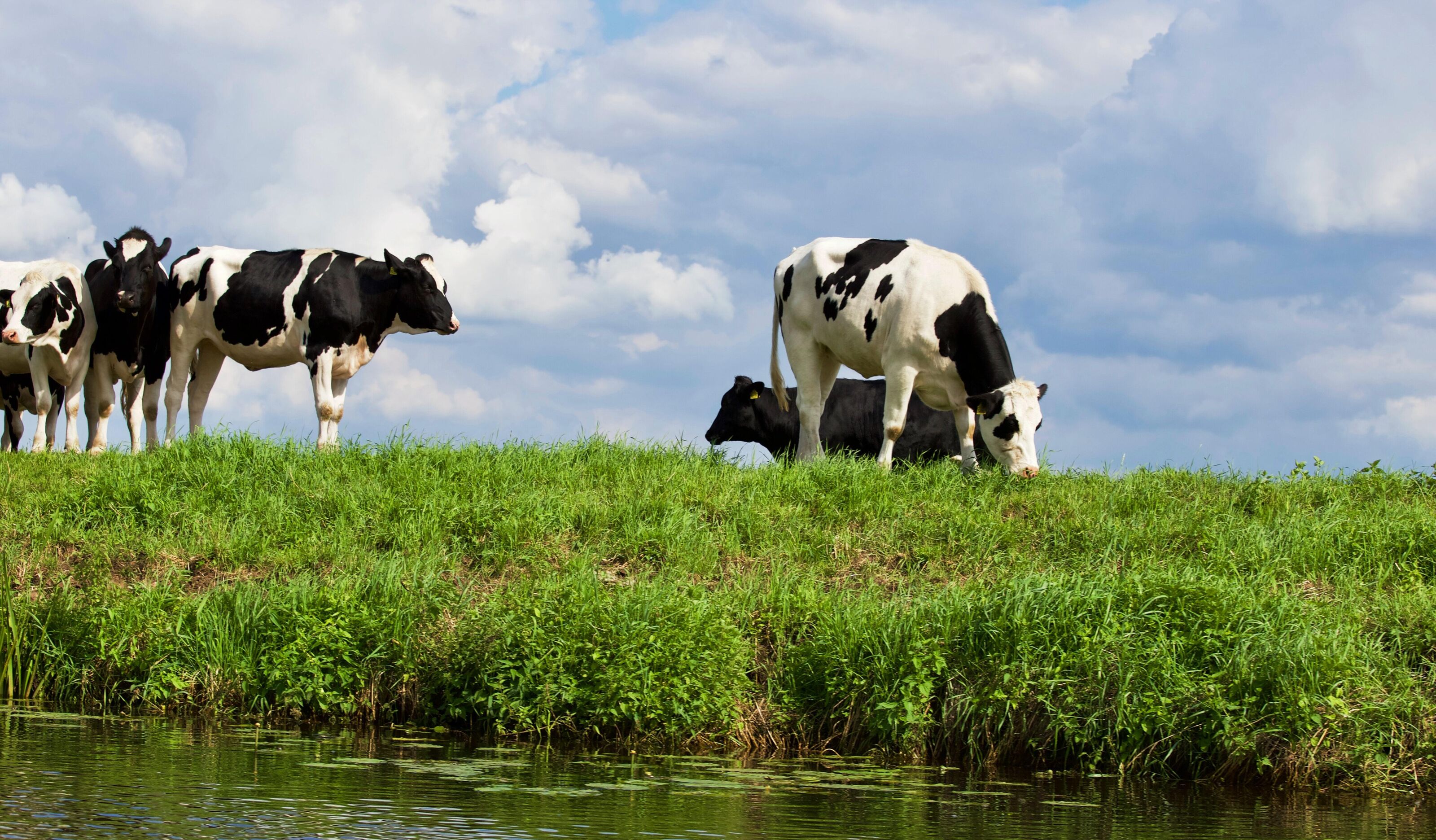 Dierenwelzijn Natuurlijke middelen 1